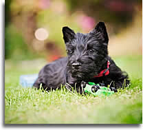 dog training kent maidstone dog training canterbury dog training ashford dog training thanet dog training